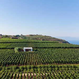  Resort Tenuta Di Castellaro Winery & Italy